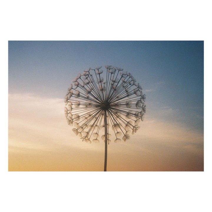 A dandelion seed head is silhouetted against a gradient sky.