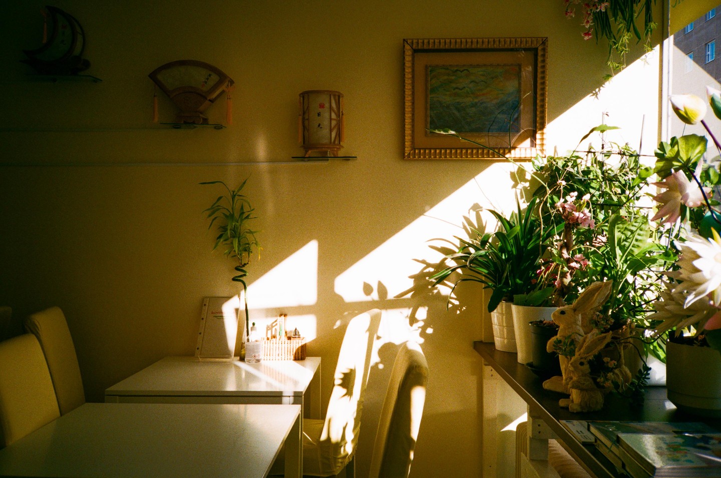 Sunlight streams into a room with plants, tables, and decorative items on the wall.