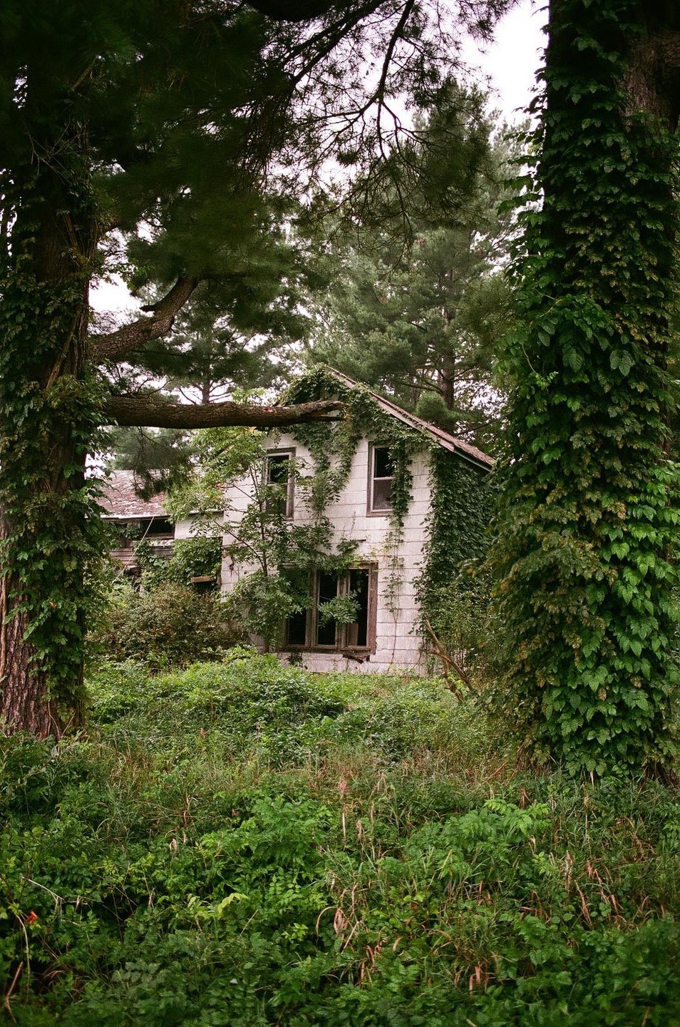 An abandoned house is almost completely covered in green vines and surrounded by overgrown trees and bushes.