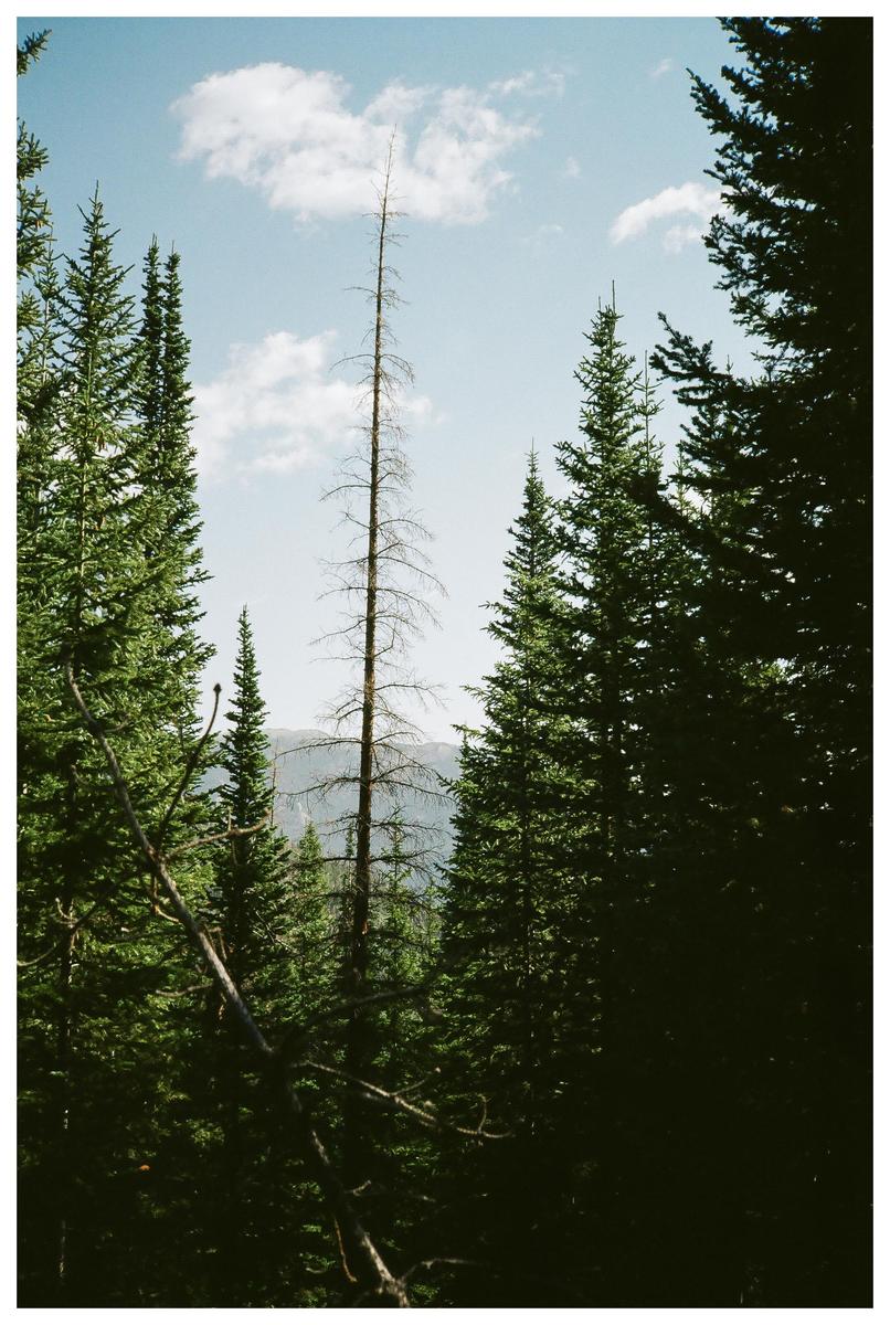 A tall, bare tree stands among green pine trees under a blue sky with white clouds.