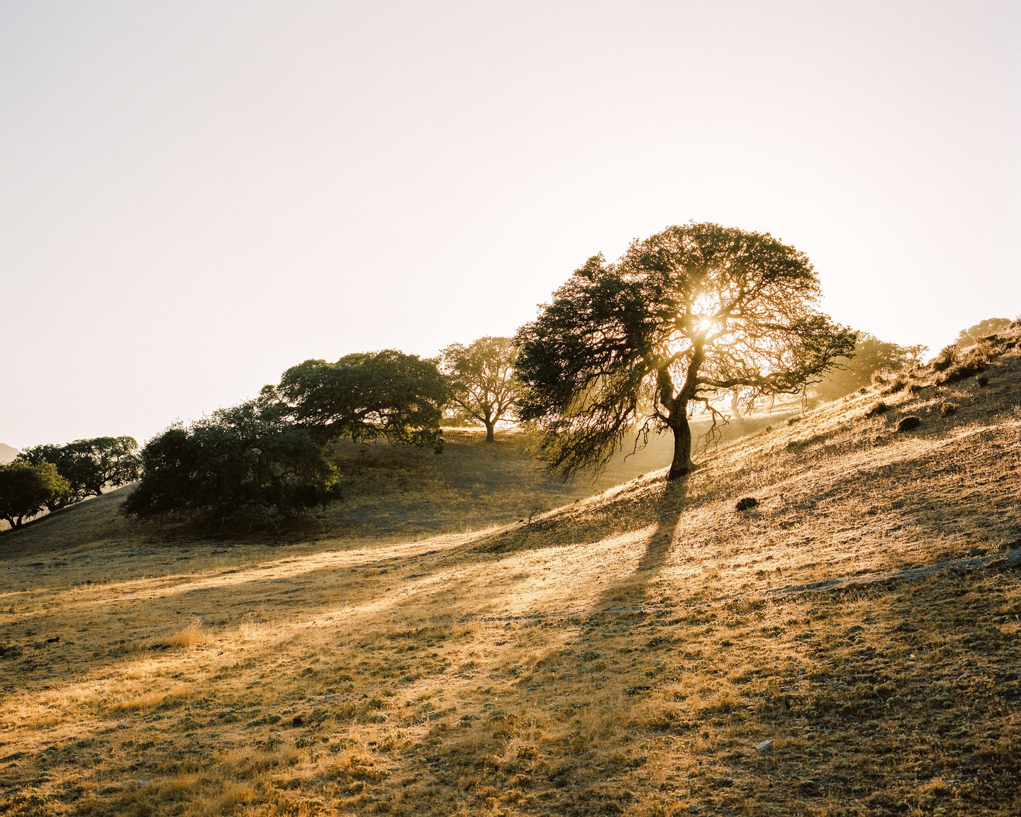 Sunlight shines through the branches of a tree on a grassy hillside.