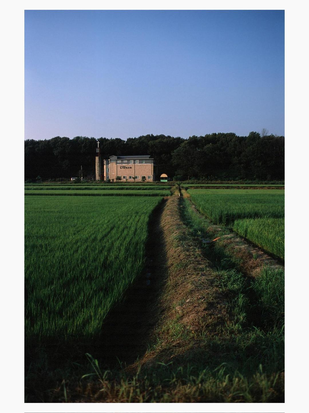 A narrow dirt path leads through a vibrant green field towards a building with a tall steeple and a dense line of trees under a clear blue sky.