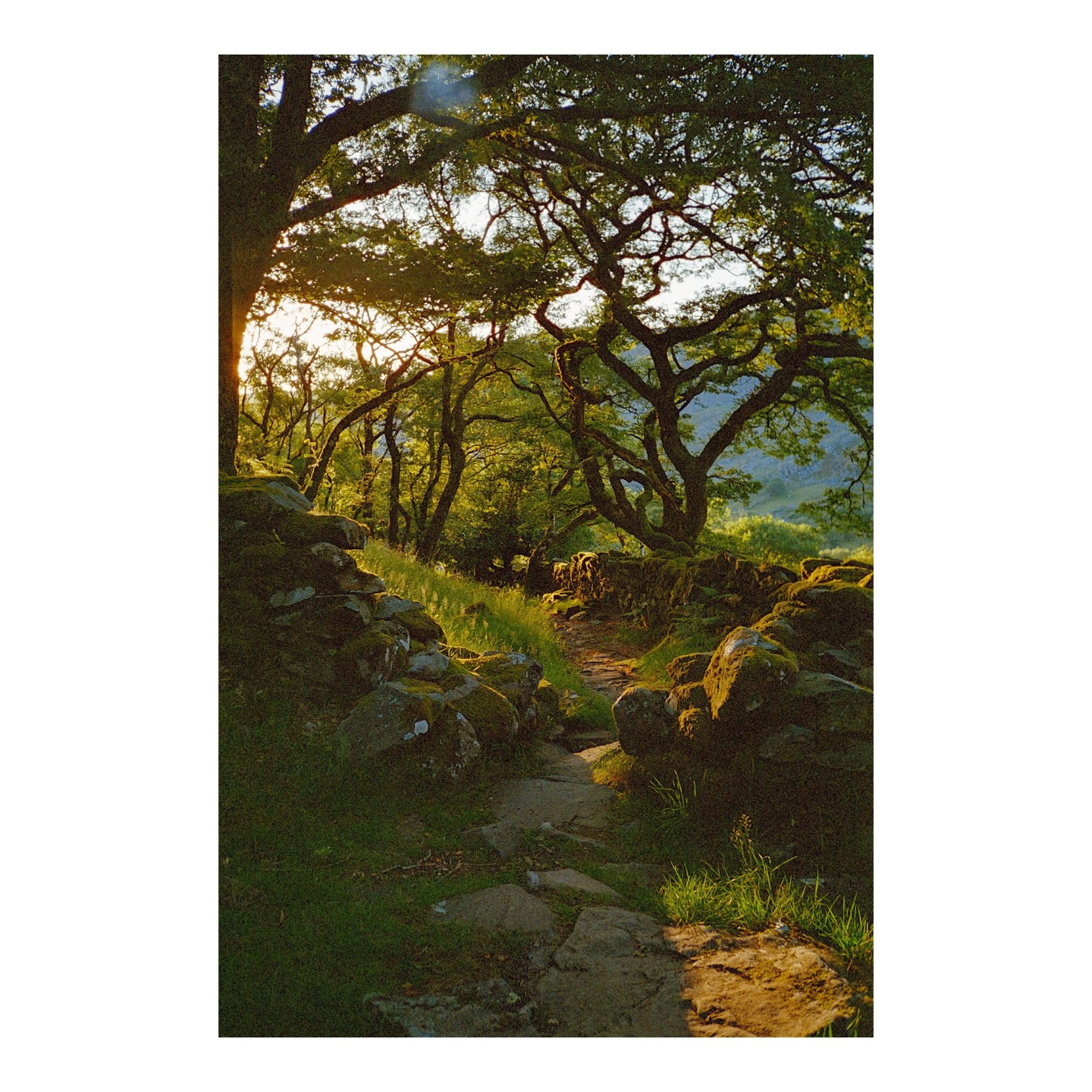 A narrow path winds through a forest with gnarled trees and moss-covered rocks, illuminated by golden hour light.