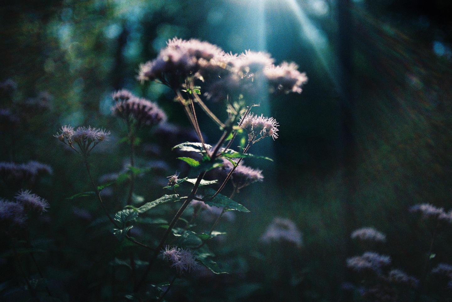 Sunlight shines through a cluster of light purple flowers in a dark, hazy setting.