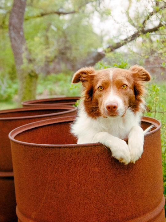 A brown and white dog with golden eyes looks out from inside a rusty barrel.