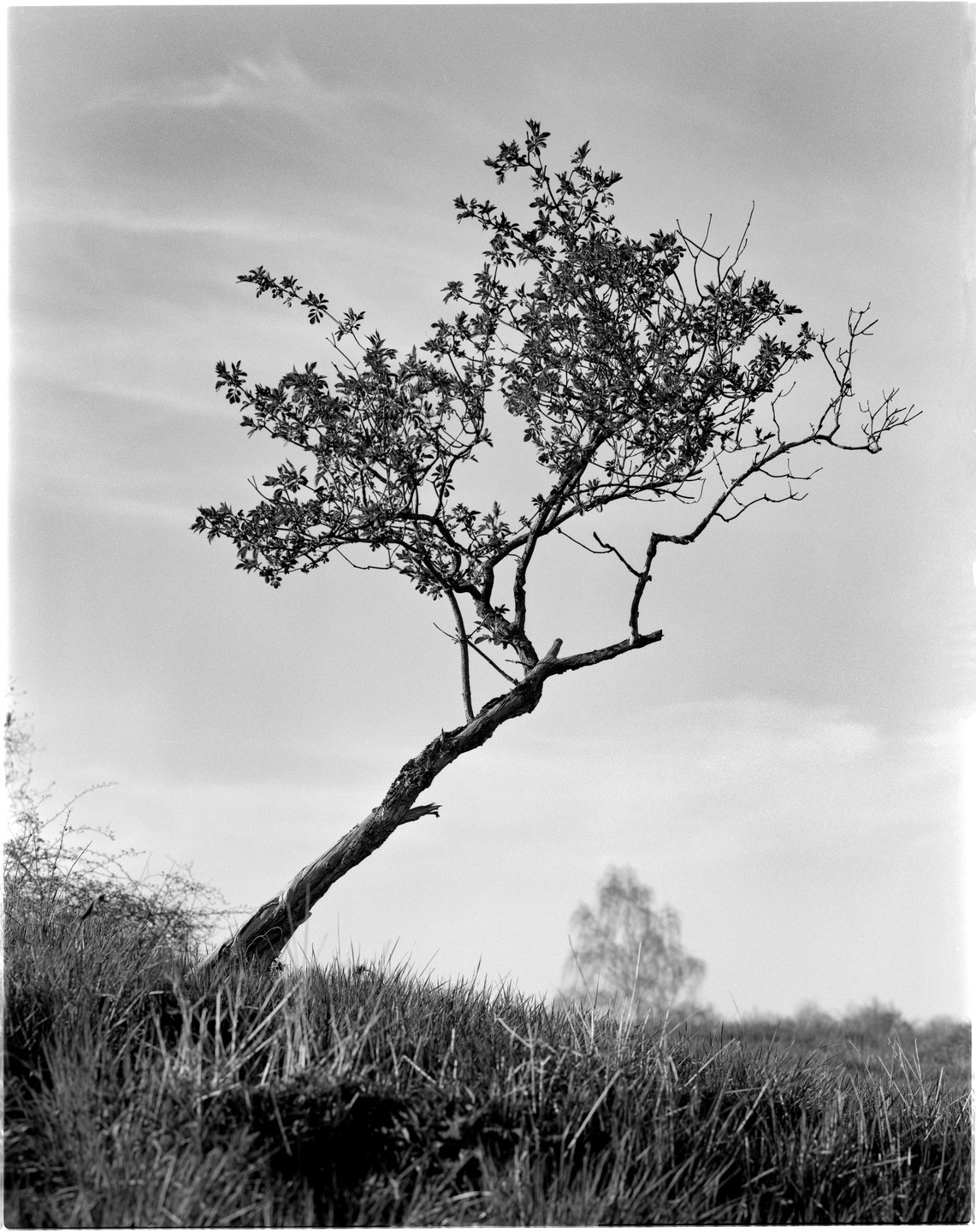 A small tree with new leaves grows on a grassy hill under a bright sky.