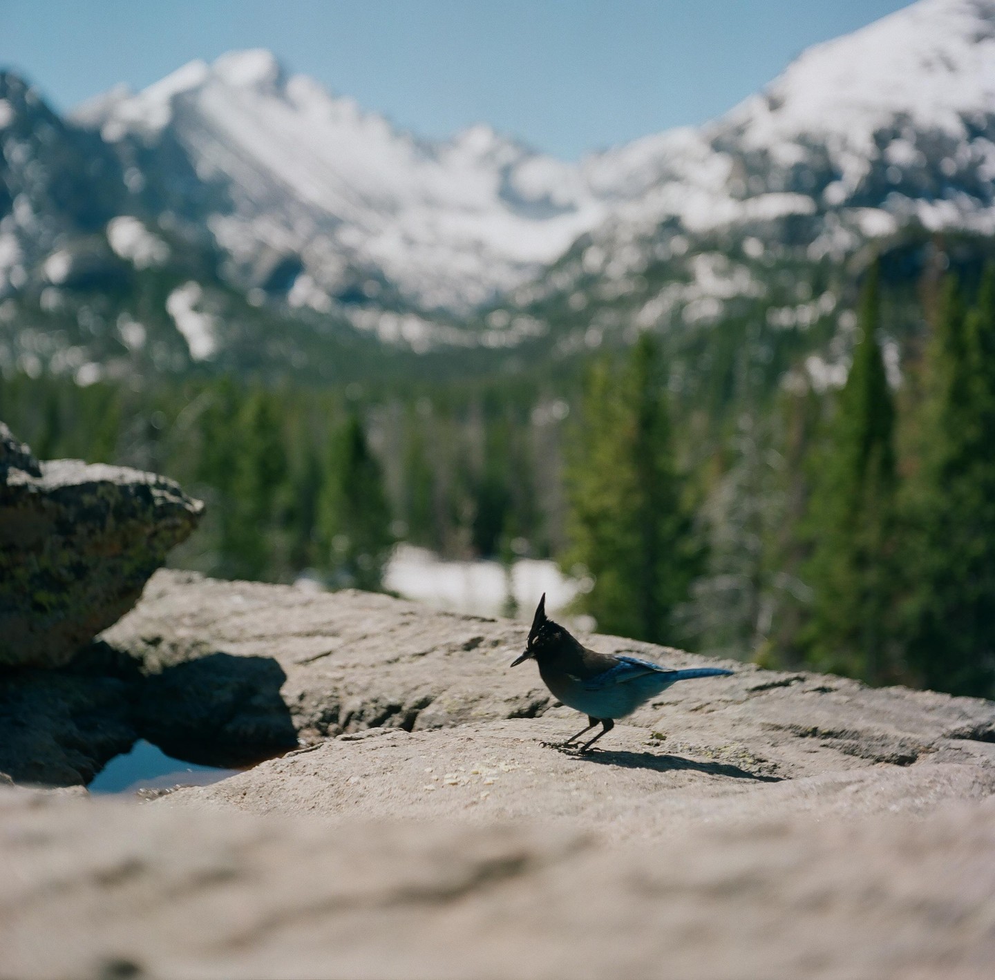 A blue bird with a crest walks on a rock with snow-capped mountains and pine trees in the background.