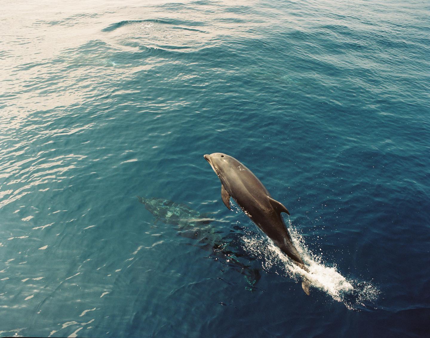 A dolphin leaps out of the water while another swims beneath the surface.