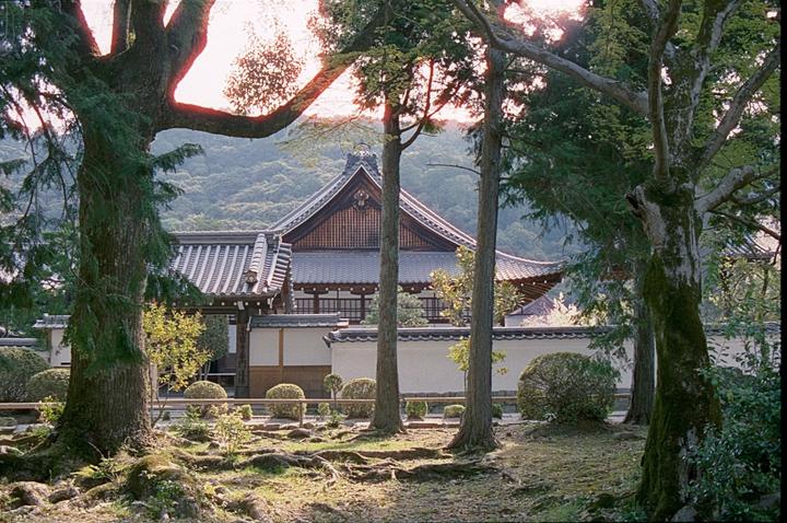 A traditional Japanese building with a tiled roof is visible through a grove of trees with exposed roots in the foreground.