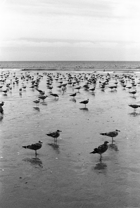 A large flock of seagulls stands on a wet beach with the ocean in the background.