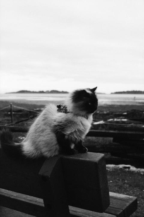 A cat sits on a wooden bench overlooking a body of water with distant land.