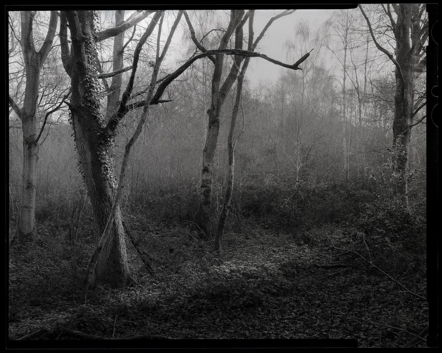 A dense forest with bare trees and thick undergrowth is shrouded in a hazy atmosphere.