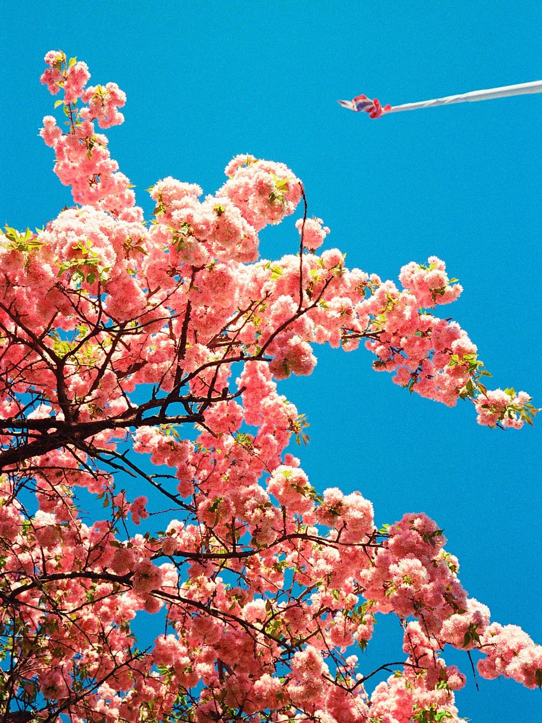 A vibrant blue sky is visible through the branches of a tree covered in pink blossoms, with a small flag on a pole in the upper right.