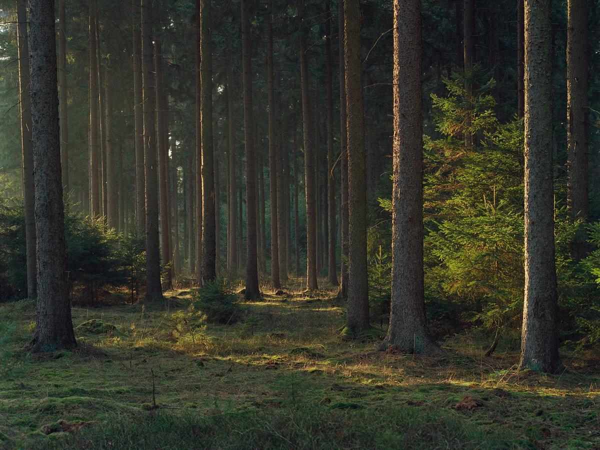 Sunlight illuminates the trunks of tall trees and the forest floor.