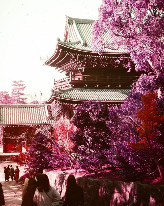 A group of people walk up a path towards a traditional Japanese temple surrounded by trees with purple and red foliage.