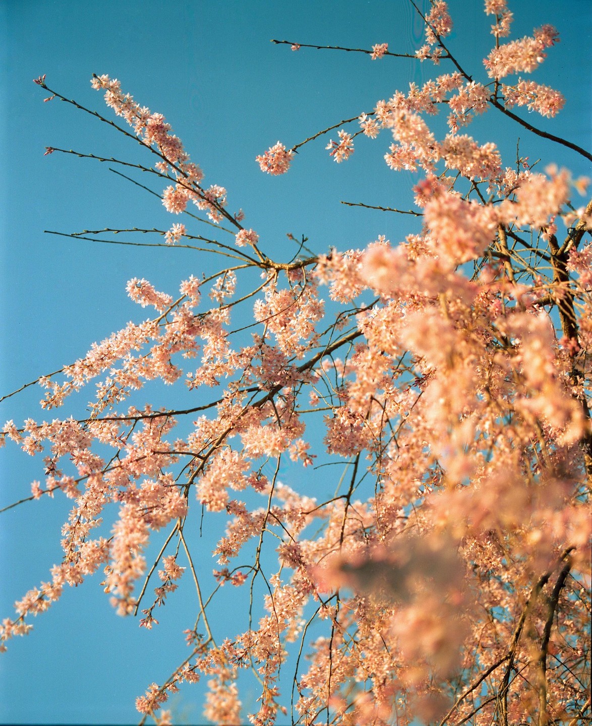 Pink blossoms hang from branches against a clear blue sky.