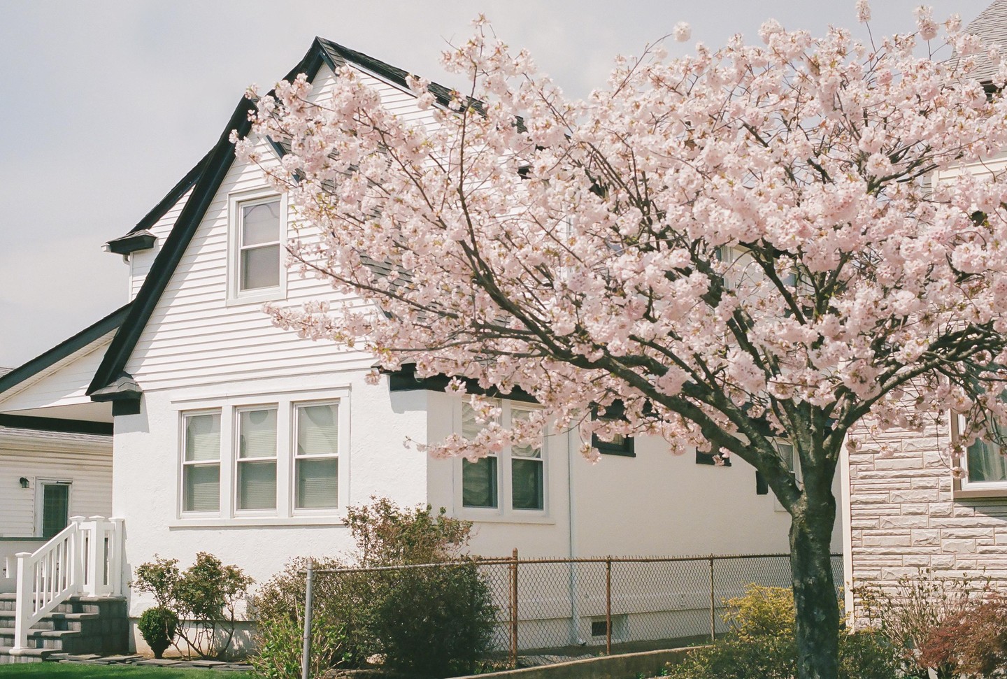 A white house with a black roof is partially obscured by a large tree covered in pink blossoms.