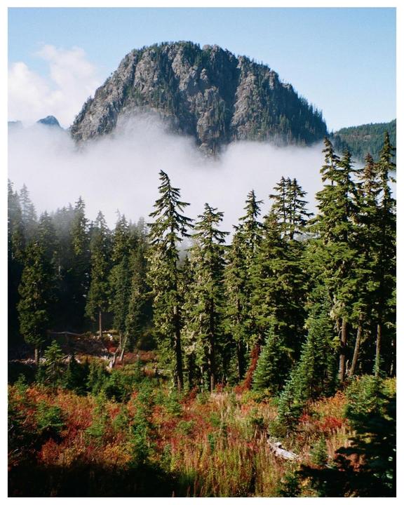 A mountain peak rises above a layer of fog, surrounded by a forest of evergreen trees and autumn foliage.
