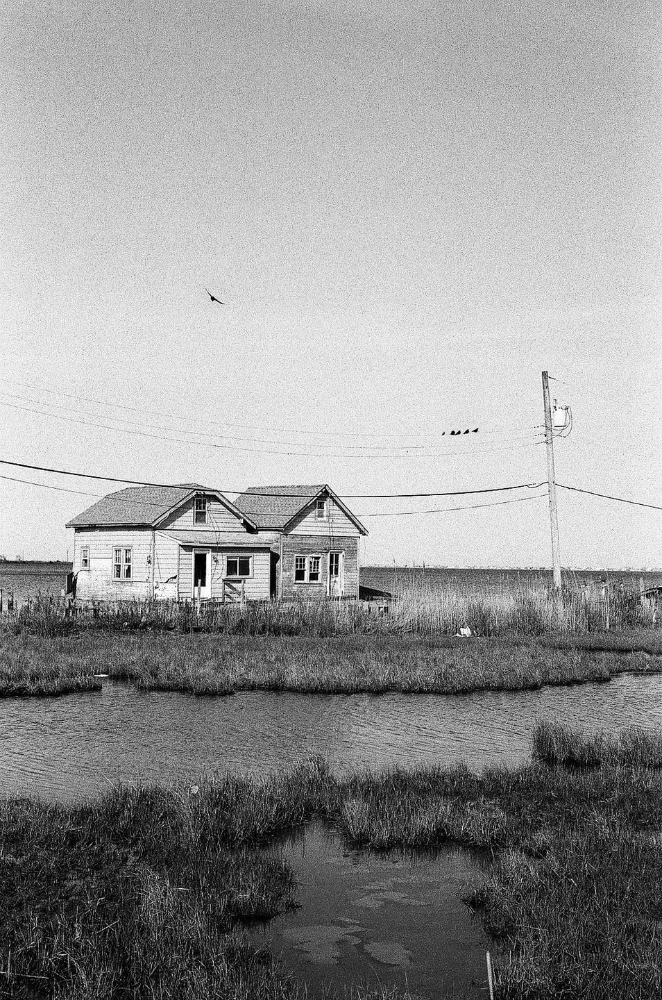 A small house stands near a body of water with tall grass and a bird flies in the sky.