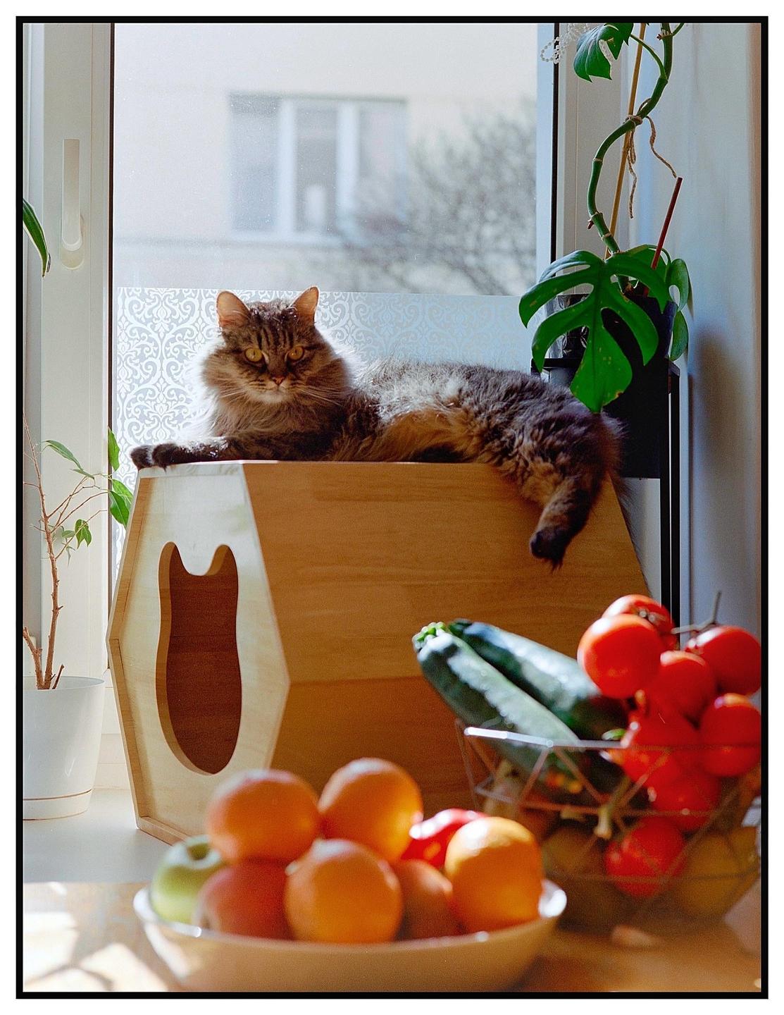 A cat is resting on a wooden cat house next to a window, with fruit and vegetables in the foreground.
