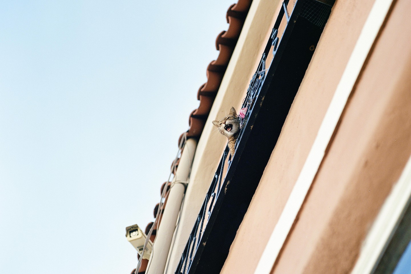 A cat with its mouth open looks out from a balcony with a black railing.