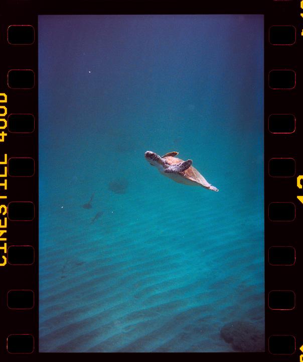A sea turtle swims underwater with a sandy bottom visible below.