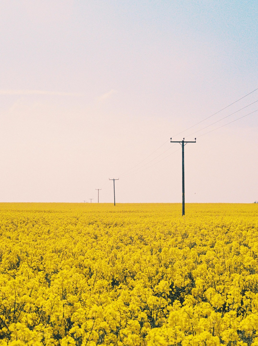 A field of yellow flowers stretches to the horizon under a pale sky, with utility poles and power lines receding into the distance.
