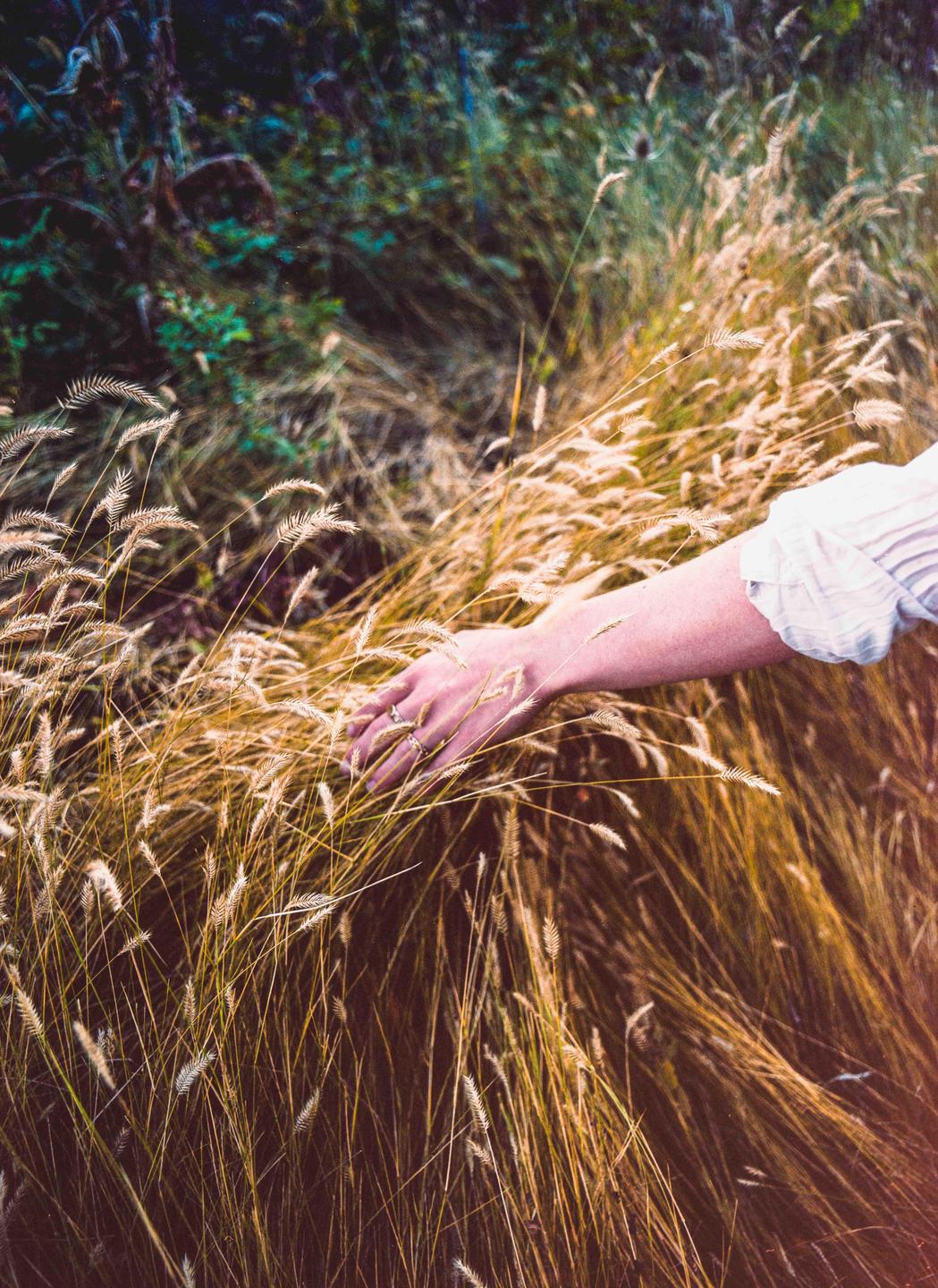 A person's arm and hand with rings are visible as they reach into a field of tall, golden grass.