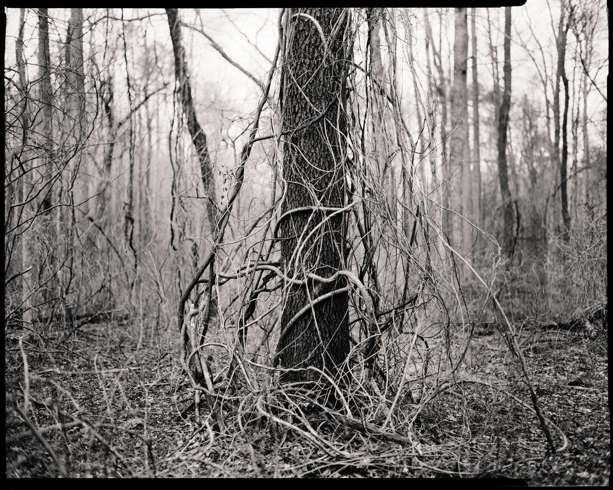 A tree trunk covered in vines stands in a forest of bare trees.