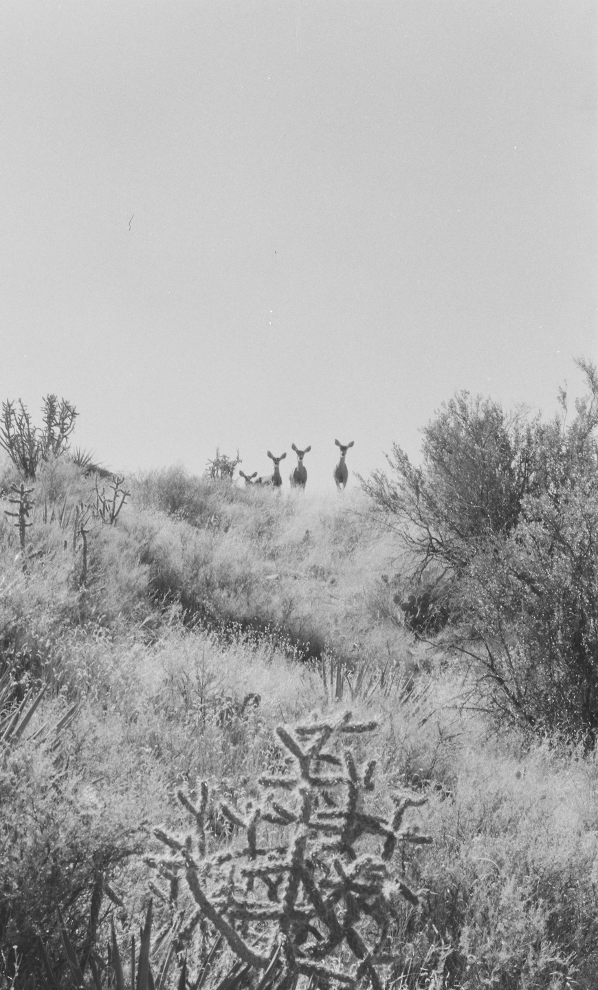 Four deer stand on a hill covered in desert plants under a bright sky.