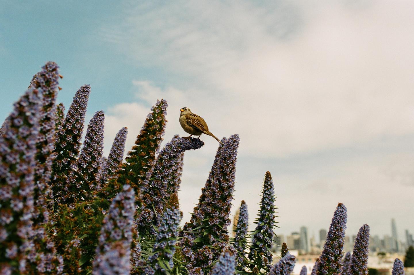 A small bird perches on a purple flower with a city skyline in the background.