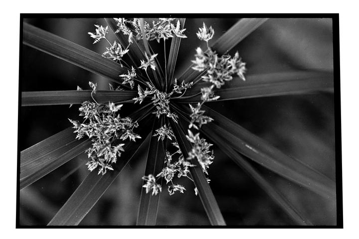 A close-up, overhead view shows the spiky leaves and seed heads of a plant.