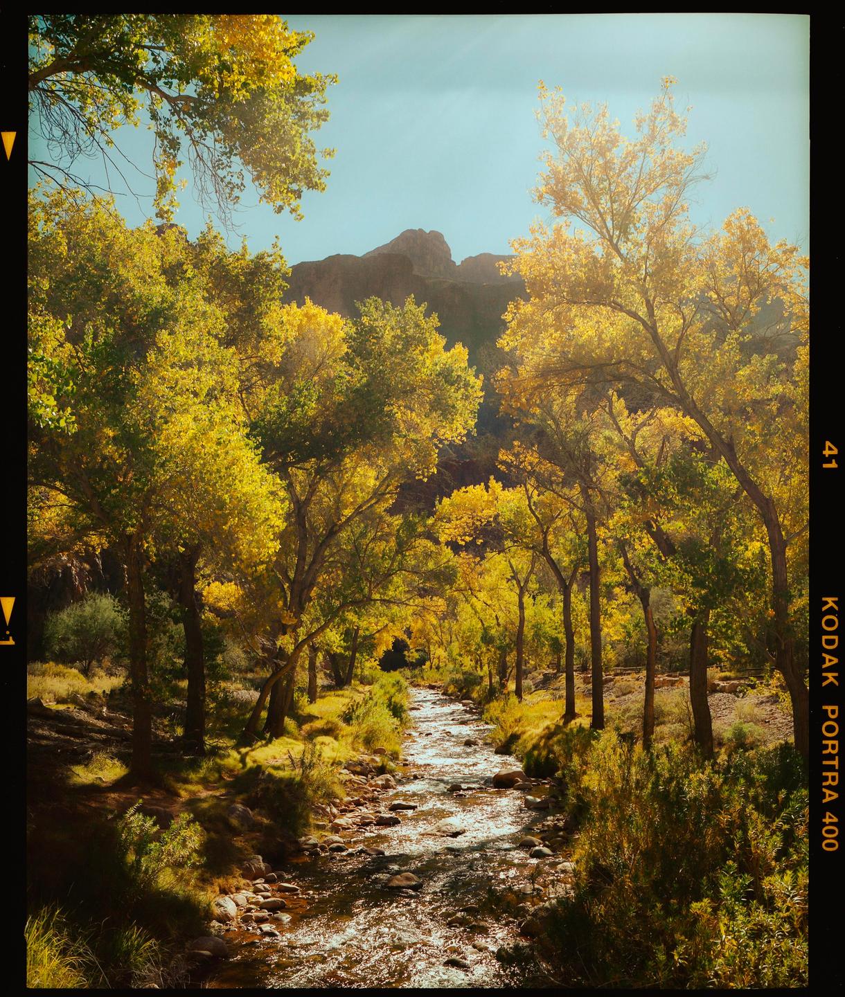 A river flows through a forest with bright yellow autumn foliage under a clear sky.