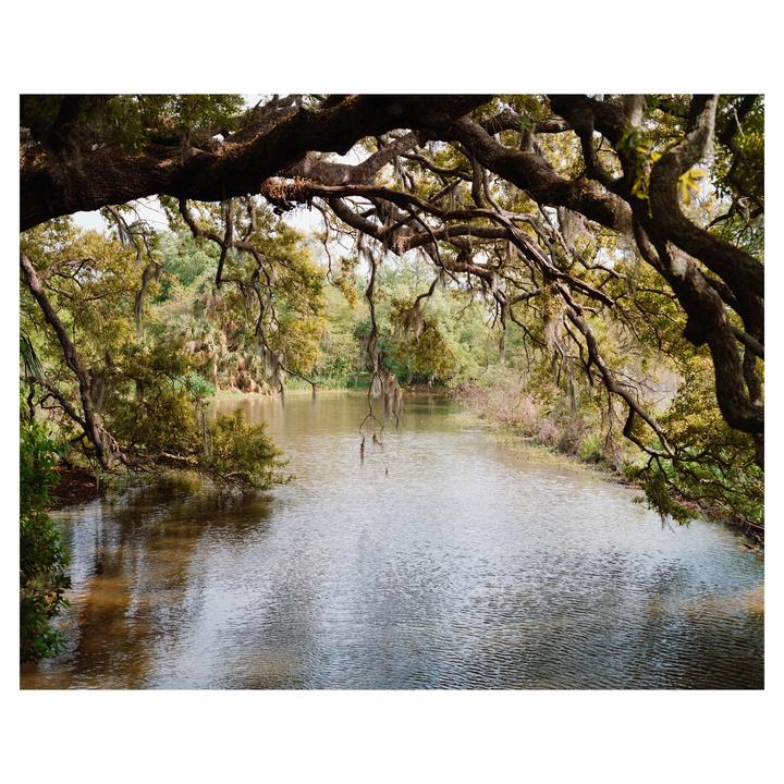 A body of water is surrounded by trees with Spanish moss hanging from their branches.