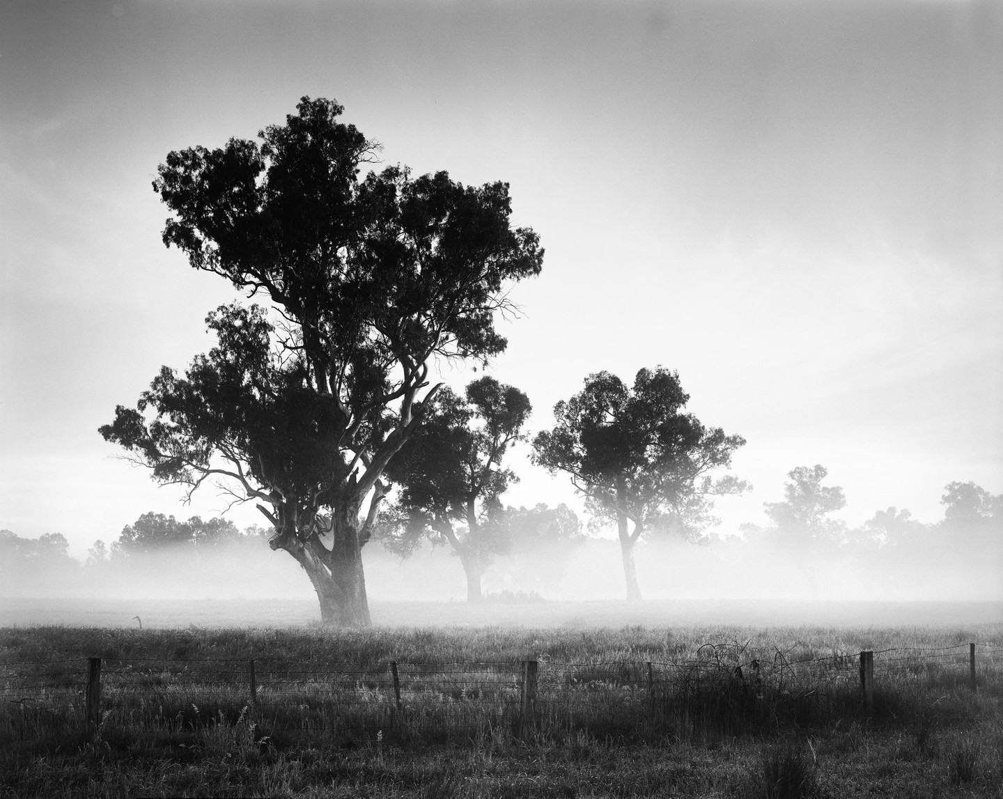 Several large trees stand in a misty field with a barbed wire fence in the foreground.