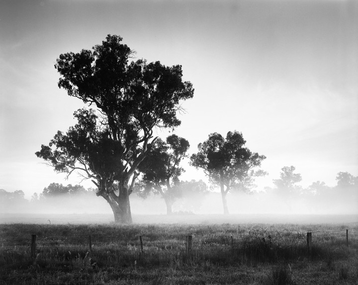 Several large trees stand in a misty field with a barbed wire fence in the foreground.
