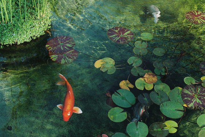 A large orange koi fish swims in a pond with lily pads and green foliage.