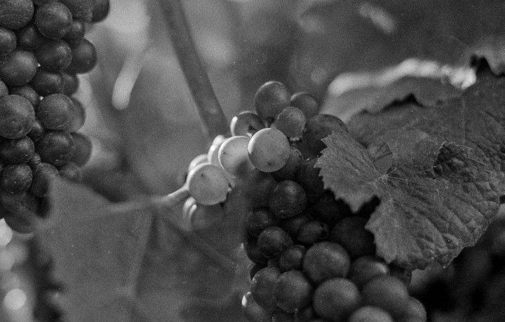 Two bunches of grapes hang from a vine with a leaf in the background.
