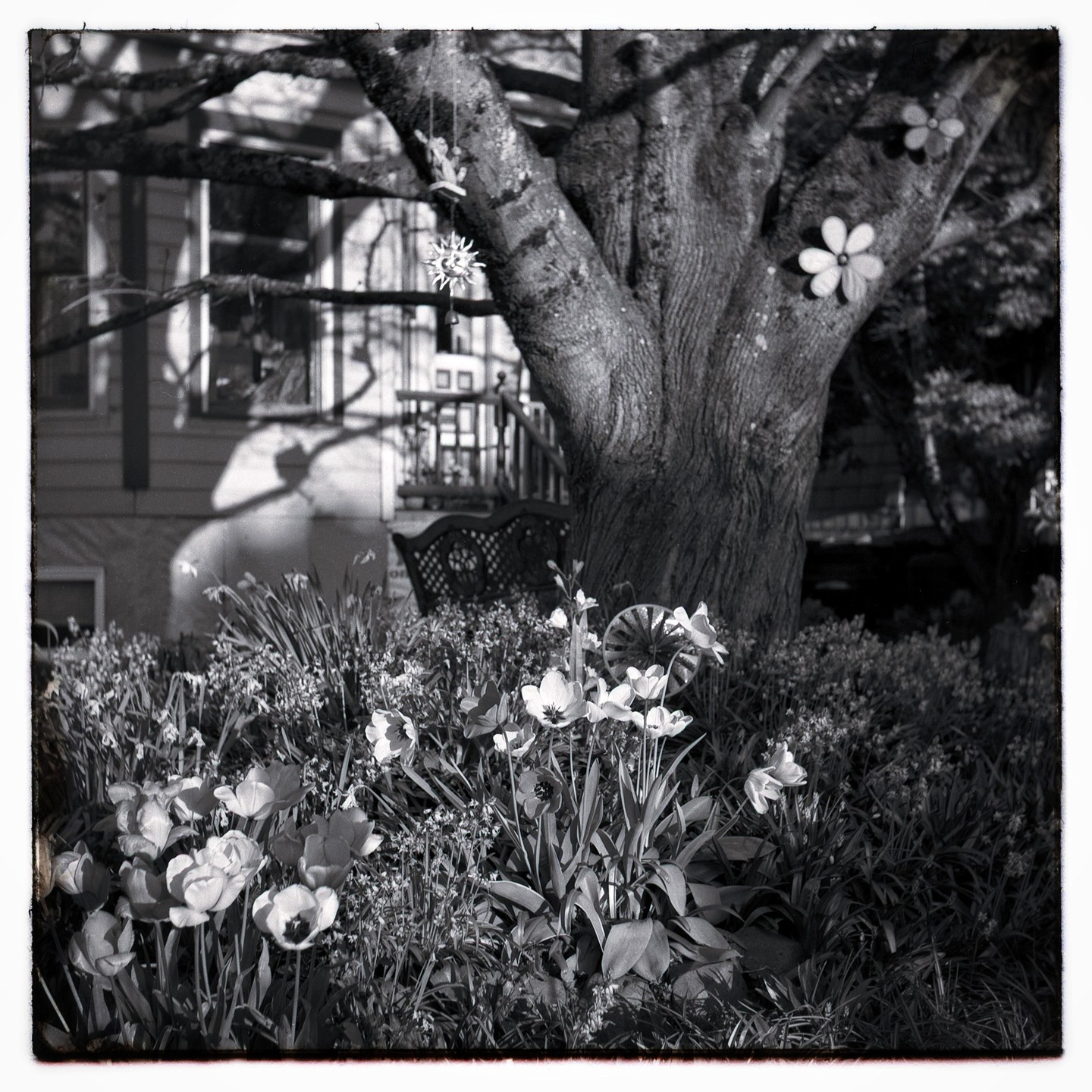 A garden with blooming tulips and other plants in front of a large tree and a house.
