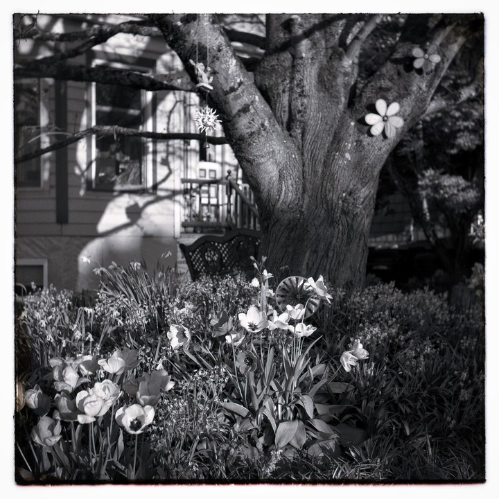 A garden with blooming tulips and other plants in front of a large tree and a house.