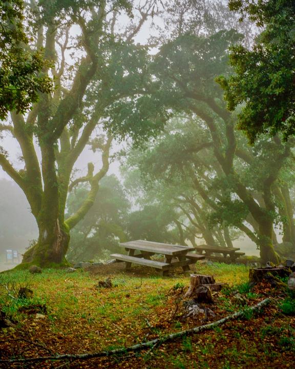 A picnic table sits in a clearing surrounded by large, mossy trees on a hazy day.