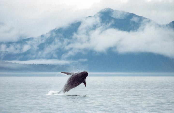 A whale breaches the surface of the water with mountains and clouds in the background.