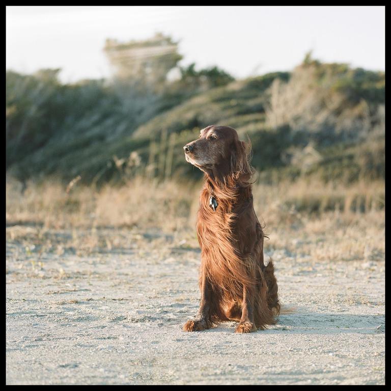 A brown Irish setter dog sits on a dirt path with its fur blowing in the wind.