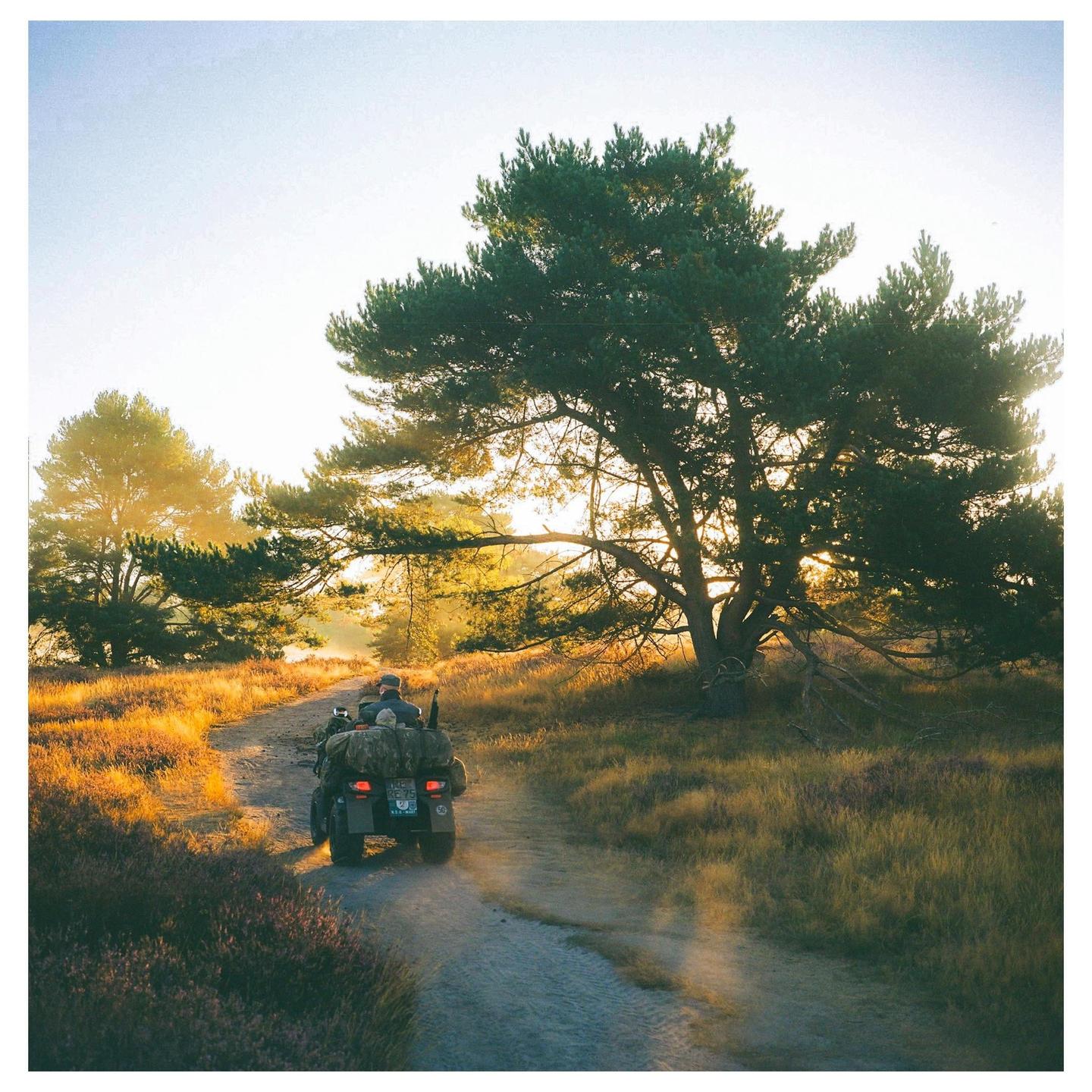A person on a motorcycle with a sidecar drives down a dirt road through a field of tall grass and trees at sunset.