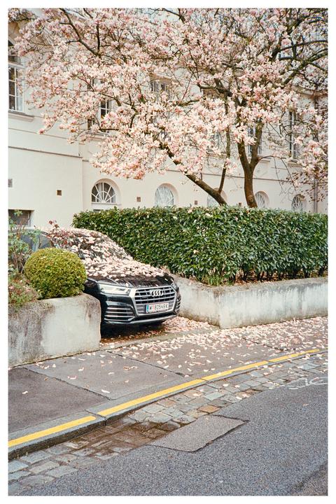 A black car is parked under a blossoming tree with petals scattered on its hood and the ground.