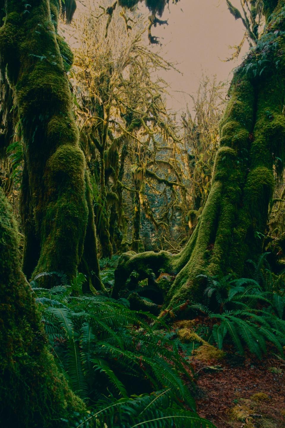 A dense forest is filled with moss-covered trees and ferns.