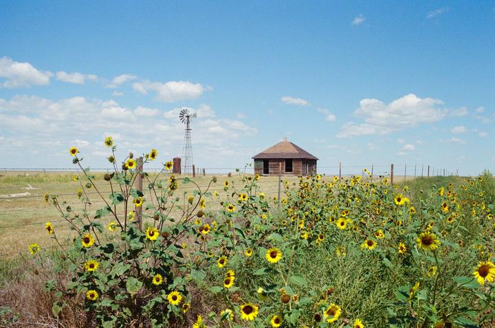 A field of sunflowers grows in front of a small wooden house and a windmill under a blue sky with white clouds.