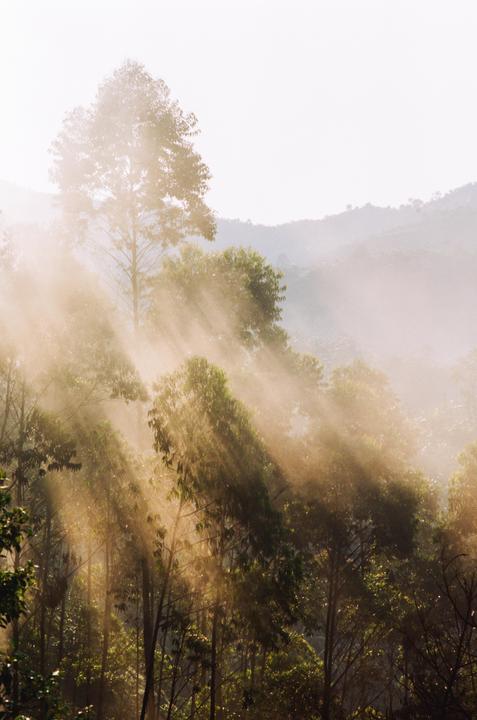Sunlight streams through a hazy forest with tall trees and hills in the background.