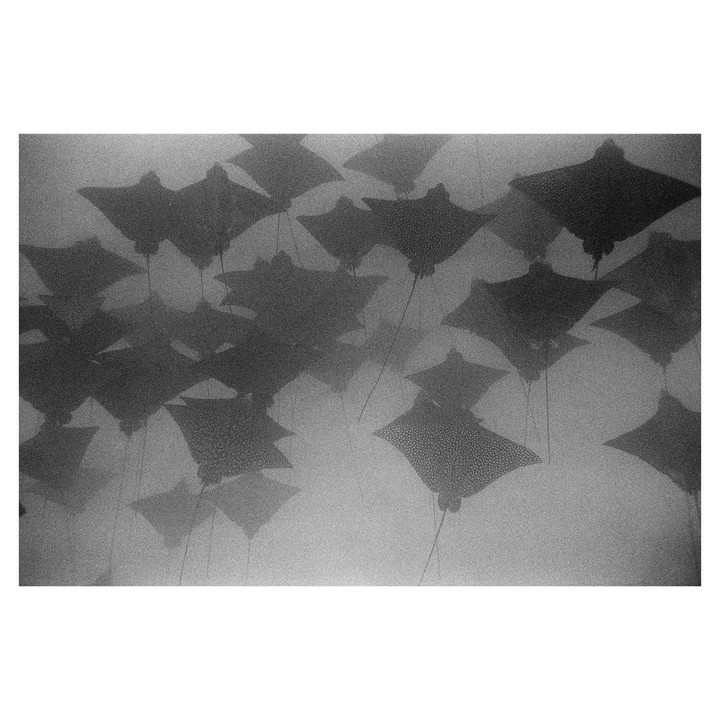 A school of spotted eagle rays swims through murky water.