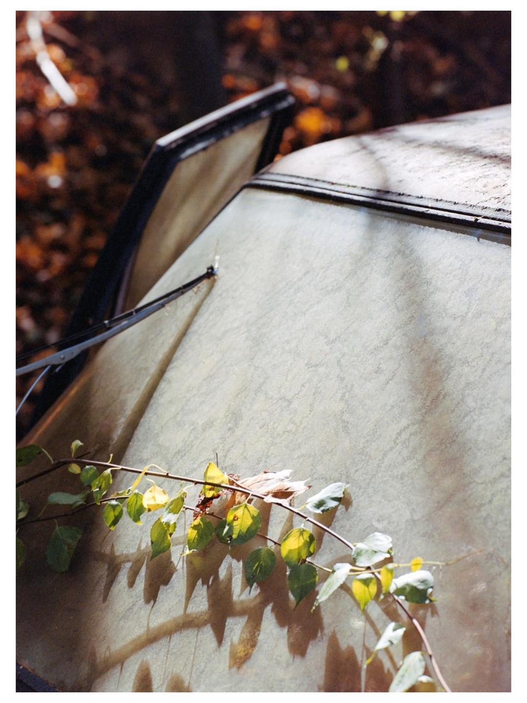 A leafy branch casts shadows on the side of a boat.